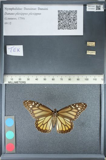 Media type: image;   Entomology 164957